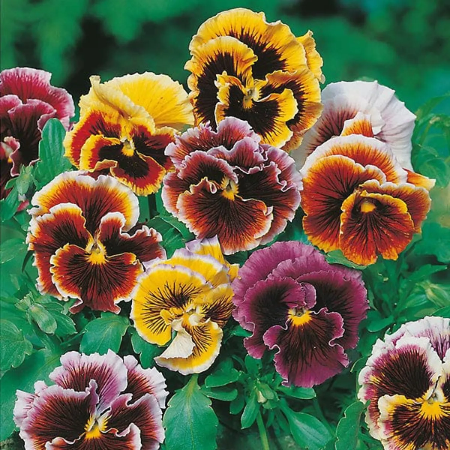 Mr Fothergill's Pansy Frou Frou Mixed Seeds